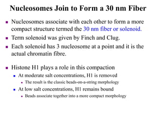  Nucleosomes associate with each other to form a more
compact structure termed the 30 nm fiber or solenoid.
 Term solenoid was given by Finch and Clug.
 Each solenoid has 3 nucleosome at a point and it is the
actual chromatin fibre.
 Histone H1 plays a role in this compaction
 At moderate salt concentrations, H1 is removed
 The result is the classic beads-on-a-string morphology
 At low salt concentrations, H1 remains bound
 Beads associate together into a more compact morphology
Nucleosomes Join to Form a 30 nm Fiber
 