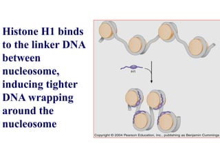 Histone H1 binds
to the linker DNA
between
nucleosome,
inducing tighter
DNA wrapping
around the
nucleosome
 