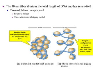  The 30 nm fiber shortens the total length of DNA another seven-fold
 Two models have been proposed
 Solenoid model
 Three-dimensional zigzag model
Regular, spiral
configuration containing
six nucleosomes per
turn
Irregular
configuration
where
nucleosomes
have little face-
to-face contact
 