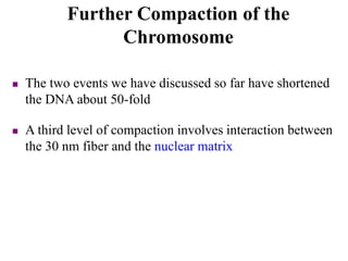  The two events we have discussed so far have shortened
the DNA about 50-fold
 A third level of compaction involves interaction between
the 30 nm fiber and the nuclear matrix
Further Compaction of the
Chromosome
 