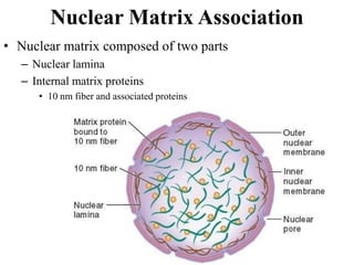 Nuclear Matrix Association
• Nuclear matrix composed of two parts
– Nuclear lamina
– Internal matrix proteins
• 10 nm fiber and associated proteins
 