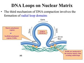 Matrix-attachment
regions
Scaffold-attachment
regions (SARs)
or
MARs are anchored to
the nuclear matrix, thus
creating radial loops
25,000 to
200,000 bp
DNA Loops on Nuclear Matrix
• The third mechanism of DNA compaction involves the
formation of radial loop domains
 