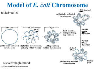 Model of E. coli Chromosome
folded=coiled
protein
Nicked=single strand
 