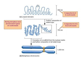 Compaction level
in euchromatin
Compaction level in
heterochromatin
During interphase most
chromosomal regions
are euchromatic
 
