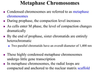  Condensed chromosomes are referred to as metaphase
chromosomes
 During prophase, the compaction level increases
 As cells enter M phase, the level of compaction changes
dramatically
 By the end of prophase, sister chromatids are entirely
heterochromatic
 Two parallel chromatids have an overall diameter of 1,400 nm
 These highly condensed metaphase chromosomes
undergo little gene transcription
 In metaphase chromosomes, the radial loops are
compacted and anchored to the nuclear matrix scaffold
Metaphase Chromosomes
 