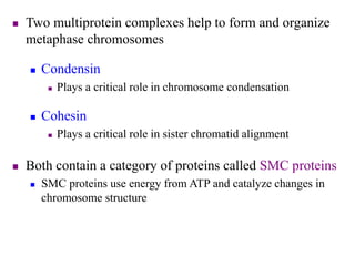  Two multiprotein complexes help to form and organize
metaphase chromosomes
 Condensin
 Plays a critical role in chromosome condensation
 Cohesin
 Plays a critical role in sister chromatid alignment
 Both contain a category of proteins called SMC proteins
 SMC proteins use energy from ATP and catalyze changes in
chromosome structure
 