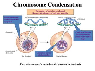 The condensation of a metaphase chromosome by condensin
The number of loops has not changed
However, the diameter of each loop is smaller
Condensin travels
into the nucleus
Condensin binds to
chromosomes and
compacts the radial
loops
During interphase,
condensin is in the
cytoplasm
Chromosome Condensation
 
