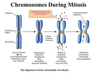 The alignment of sister chromatids via cohesin
Cohesins along chromosome
arms are released
Cohesin
remains at
centromere
Cohesin at centromer
is degraded
Chromosomes During Mitosis
 