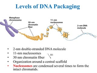 Levels of DNA Packaging
• 2-nm double-stranded DNA molecule
• 11-nm nucleosomes
• 30 nm chromatin fiber
• Organization around a central scaffold
• Nucleosomes are condensed several times to form the
intact chromatids.
H1
 