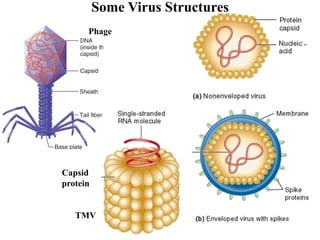 Some Virus Structures
Phage
Capsid
protein
TMV
 