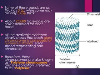 Chromosomes | PPT