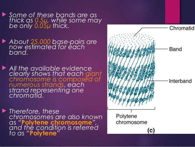 Chromosomes slideshare - 웹