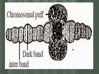 Chromosome