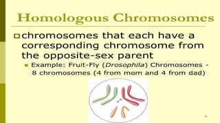 Chromosome