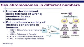 Chromosome