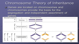 Chromosome