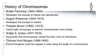 Chromosome