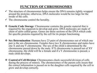FUNCTION OF CHROMOSOMES
 The structure of chromosomes helps ensure the DNA remains tightly wrapped
around the proteins; otherwise, DNA molecules would be too large for the
inside of the cells.
 The chromosome control the heredity.
 Genetic Code Storage: Chromosome contains the genetic material that is
required by the organism to develop and grow. DNA molecules are made of
chain of units called genes. Genes are those sections of the DNA which code
for specific proteins required by the cell for its proper functioning.
 Sex Determination: Humans have 23 pairs of chromosomes out of which one
pair is the sex chromosome. Females have two X chromosomes and males have
one X and one Y chromosome. The sex of the child is determined by the
chromosome passed down by the male. If X chromosome is passed out of XY
chromosome, the child will be a female and if a Y chromosome is passed, a
male child develops.
 Control of Cell Division: Chromosomes check successful division of cells
during the process of mitosis. The chromosomes of the parent cells insure that
the correct information is passed on to the daughter cells required by the cell to
grow and develop correctly.
 