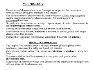 MORPHOLOGY
• The number of chromosomes varies from species to species, But the number
remains constant among the members of the species.
• The lower number of chromosomes is 2 and it occurs in Ascaris megalocephala
and the maximum number of chromosomes is 1700 and it occur in a
radiolarian(Protozoa).
• Generally the chromosomes are arranged in pairs. A pair of similar chromosomes is
called homologous chromosomes.
• The size of chromosomes ranges from 0.1 micron to 30 microns.
• The diameter varies from 0.2 micron to 2 microns. In general, plants have larger
chromosomes than animals.
• The length of the human chromosomes varies from 4 microns to 6 microns
SHAPE OF CHROMOSOME
• The shape of the chromosomes is changeable from phase to phase in the
continuous process of the cell growth and cell division
• Chromosome contain a clear zone, known as centromere or kinetocore, along their
length.
• Centromere divides the Chromosomes into two parts, each part is called
chromosome arm.
• The position of centromere varies from chromosome to chromosome and it provides
different shapes to the chromosomes
 