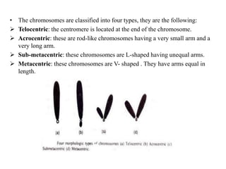 • The chromosomes are classified into four types, they are the following:
 Telocentric: the centromere is located at the end of the chromosome.
 Acrocentric: these are rod-like chromosomes having a very small arm and a
very long arm.
 Sub-metacentric: these chromosomes are L-shaped having unequal arms.
 Metacentric: these chromosomes are V- shaped . They have arms equal in
length.
 