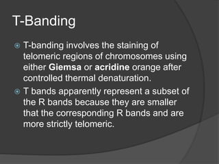T Band Stringer Chromosome | PPTX