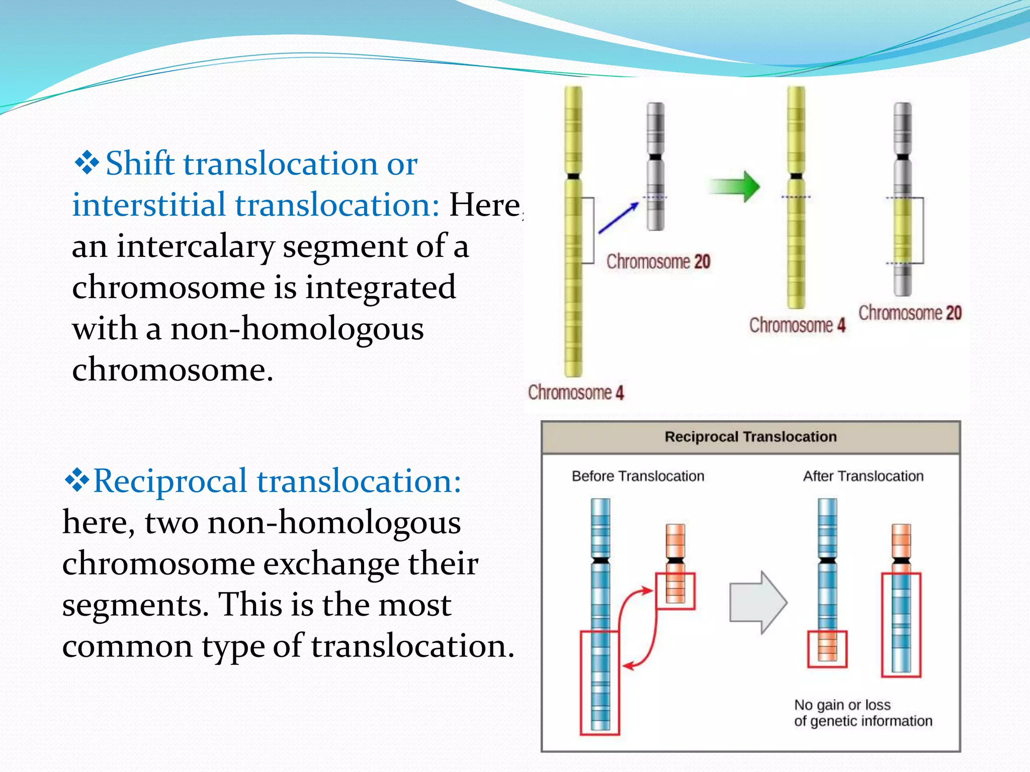 Shift translocation or
interstitial translocation: Here,
an intercalary segment of a
chromosome is integrated
with a non-homologous
chromosome.
Reciprocal translocation:
here, two non-homologous
chromosome exchange their
segments. This is the most
common type of translocation.
 