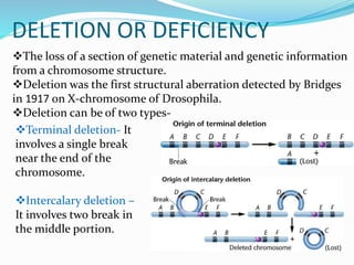 DELETION OR DEFICIENCY
The loss of a section of genetic material and genetic information
from a chromosome structure.
Deletion was the first structural aberration detected by Bridges
in 1917 on X-chromosome of Drosophila.
Deletion can be of two types-
Terminal deletion- It
involves a single break
near the end of the
chromosome.
Intercalary deletion –
It involves two break in
the middle portion.
 