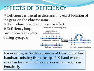 EFFECTS OF DEFICIENCY
Deficiency is useful in determining exact location of
the gene on the chromosome.
It will show pseudo dominance effect.
Deficiency loop
Formation takes place
during synapsis.
For example, in X-Chromosome of Drosophila, few
bands are missing from the tip of X-band which
result in formation of notches in wing margins in
female fly.
 