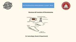 Shri Shankaracharya Mahavidyalaya, Junwani , Bhilai
Structure & Function of Chromosome
Dr. Sonia Bajaj, (Head of Department)
 