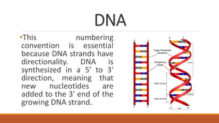Dna Directionality Explained CHROMOSOME AND PARTS for Grade 11 STEM.. | PPTX