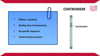 HUMAN CHROMOSOME: TYPES, CENTROMERE AND TELOMERE | PPTX