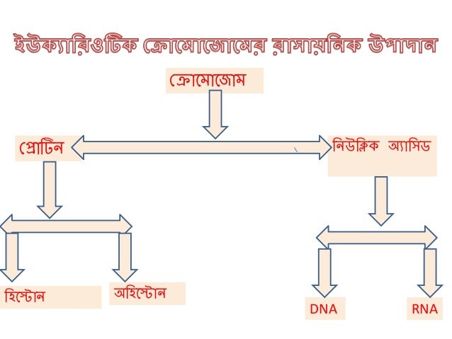 Chromosome Ppt