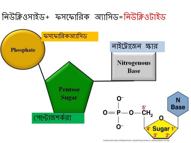 Chromosome Ppt