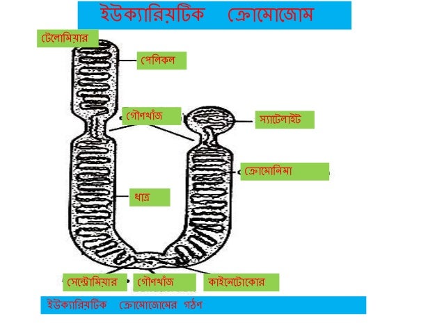 Chromosome Ppt