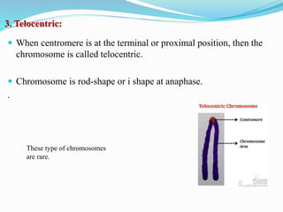 Structural organization of Chromosome | PPT