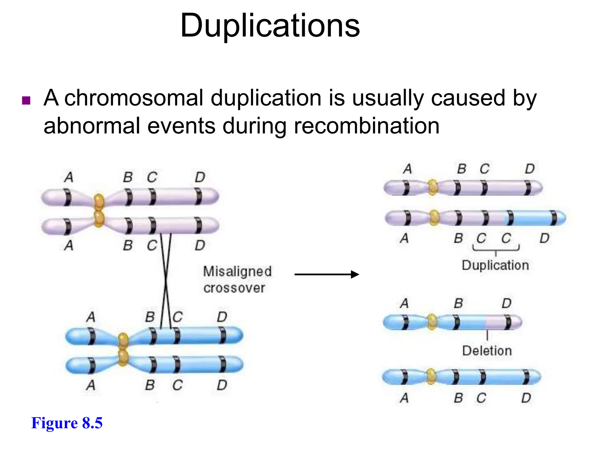 Types of Chromosome Aberrations or abnormalities.pptx