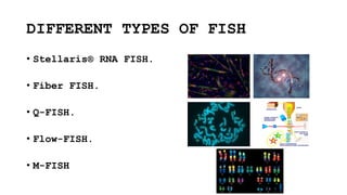 DIFFERENT TYPES OF FISH
• Stellaris® RNA FISH.
• Fiber FISH.
• Q-FISH.
• Flow-FISH.
• M-FISH
 