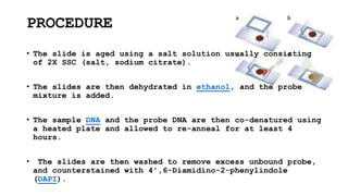 PROCEDURE
• The slide is aged using a salt solution usually consisting
of 2X SSC (salt, sodium citrate).
• The slides are then dehydrated in ethanol, and the probe
mixture is added.
• The sample DNA and the probe DNA are then co-denatured using
a heated plate and allowed to re-anneal for at least 4
hours.
• The slides are then washed to remove excess unbound probe,
and counterstained with 4',6-Diamidino-2-phenylindole
(DAPI).
 