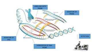 DENATURE OF
DNA
DENATURE OF
PROBE
LABELLING WITH
PROBE
HYBRIZATION OF DNA-
PROBE
DETECTION
 