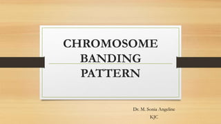 CHROMOSOME
BANDING
PATTERN
Dr. M. Sonia Angeline
KJC
 