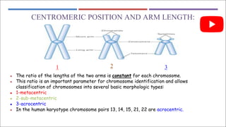 CENTROMERIC POSITION AND ARM LENGTH:
1 2 3
● The ratio of the lengths of the two arms is constant for each chromosome.
● This ratio is an important parameter for chromosome identification and allows
classification of chromosomes into several basic morphologic types:
● 1-metacentric
● 2-sub-metacentric
● 3-acrocentric
● In the human karyotype chromosome pairs 13, 14, 15, 21, 22 are acrocentric.
 