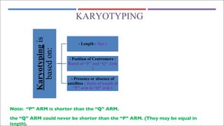 KARYOTYPING
Note: “P” ARM is shorter than the “Q” ARM.
the “Q” ARM could never be shorter than the “P” ARM. (They may be equal in
length).
Karyotyping
is
based
on:
- Length ( Size )
- Position of Centromere (
Based of “P” and “Q” Arm
)
- Presence or absence of
satellites ( Ratio of length of
“P” arm to “Q” arm )
 