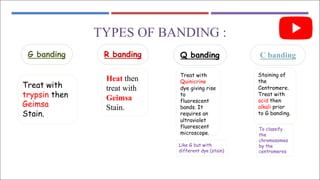 TYPES OF BANDING :
C banding
Q banding
R banding
G banding
Treat with
trypsin then
Geimsa
Stain.
Heat then
treat with
Geimsa
Stain.
Treat with
Quinicrine
dye giving rise
to
fluorescent
bands. It
requires an
ultraviolet
fluorescent
microscope.
Staining of
the
Centromere.
Treat with
acid then
alkali prior
to G banding.
To classify
the
chromosomes
by the
centromeres
Like G but with
different dye (stain)
 