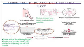CHROMOSOME PREPARATION FROM PERIPHERAL
BLOOD
Why do we use phytohemagglutinin?
We use it to increase their(cells)
number by increasing the rate of
division
Fixative substance fixes
them to a particular state
metaphase
 