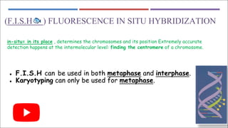 (F.I.S.H🐟 ) FLUORESCENCE IN SITU HYBRIDIZATION
in-situ= in its place , determines the chromosomes and its position Extremely accurate
detection happens at the intermolecular level: finding the centromere of a chromosome.
● F.I.S.H can be used in both metaphase and interphase.
● Karyotyping can only be used for metaphase.
 