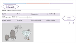 MCQs
Q5: The end of each chromosome is
D) FICH C) telomere B)colchicine A) PROPHASE
Q6:The genotype 47,XY,+ 21 is for …………….. Syndrome
D) Apert syndrome C) Normal B) Turner Syndrome A) Down Syndrome
5)
C
6)
A
MCQs
answers
 
