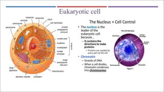 TITLE
Eukaryotic cell
 