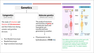 Genetics
Cytogenetics
(cell level)
Molecular genetics
(Molecular level)
The study of structure and
function of chromosomes
and their behaviour during
somatic and germline
division.
● Non-Banded karyotype
● Banded karyotype
● High resolution karyotype
The study of structure
and function of genes at
a molecular level and
how genes are
transferred from
generation to another.
● Fluorescent in situ
hybridization ( FISH 🐟 ) Note:When a mutation occurs within germ cells,
it is called germline mutation. Germline
mutations affect every cell in an organism and
are passed onto offspring. When a mutation
occurs in a somatic cell, it is called a somatic
mutation .
 