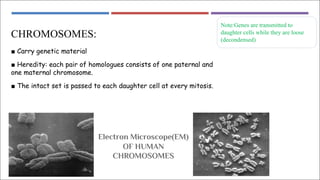 CHROMOSOMES:
■ Carry genetic material
■ Heredity: each pair of homologues consists of one paternal and
one maternal chromosome.
■ The intact set is passed to each daughter cell at every mitosis.
Electron Microscope(EM)
OF HUMAN
CHROMOSOMES
Note:Genes are transmitted to
daughter cells while they are loose
(decondensed)
 