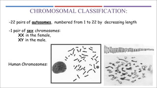 CHROMOSOMAL CLASSIFICATION:
-22 pairs of autosomes, numbered from 1 to 22 by decreasing length
-1 pair of sex chromosomes:
XX in the female,
XY in the male.
Human Chromosomes:
 